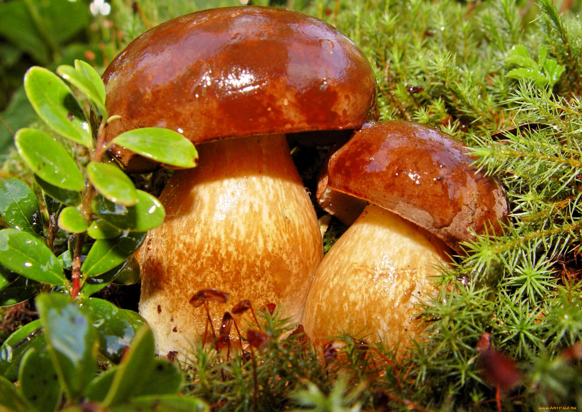 Кузикорин грибы